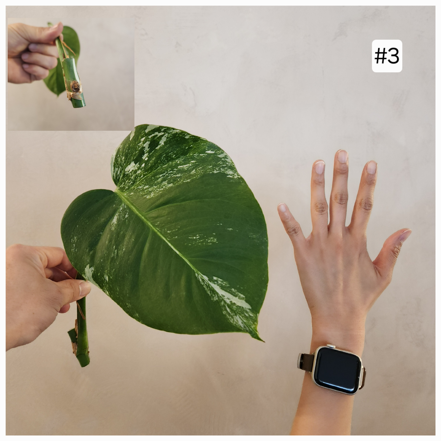 Albo Monstera 2nd Sale – Now Open! - photo 3
