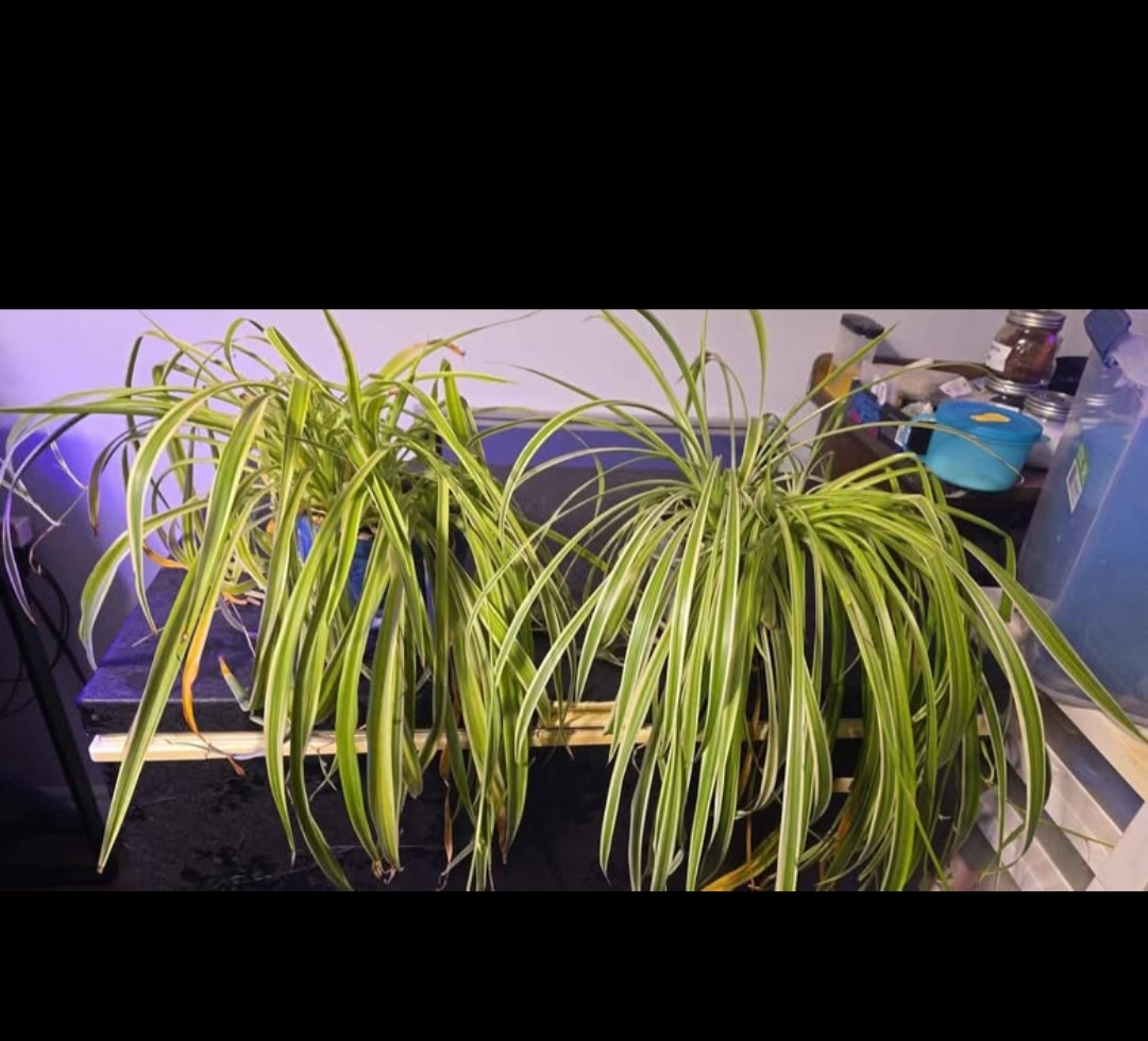 baby spider plants 🧡
