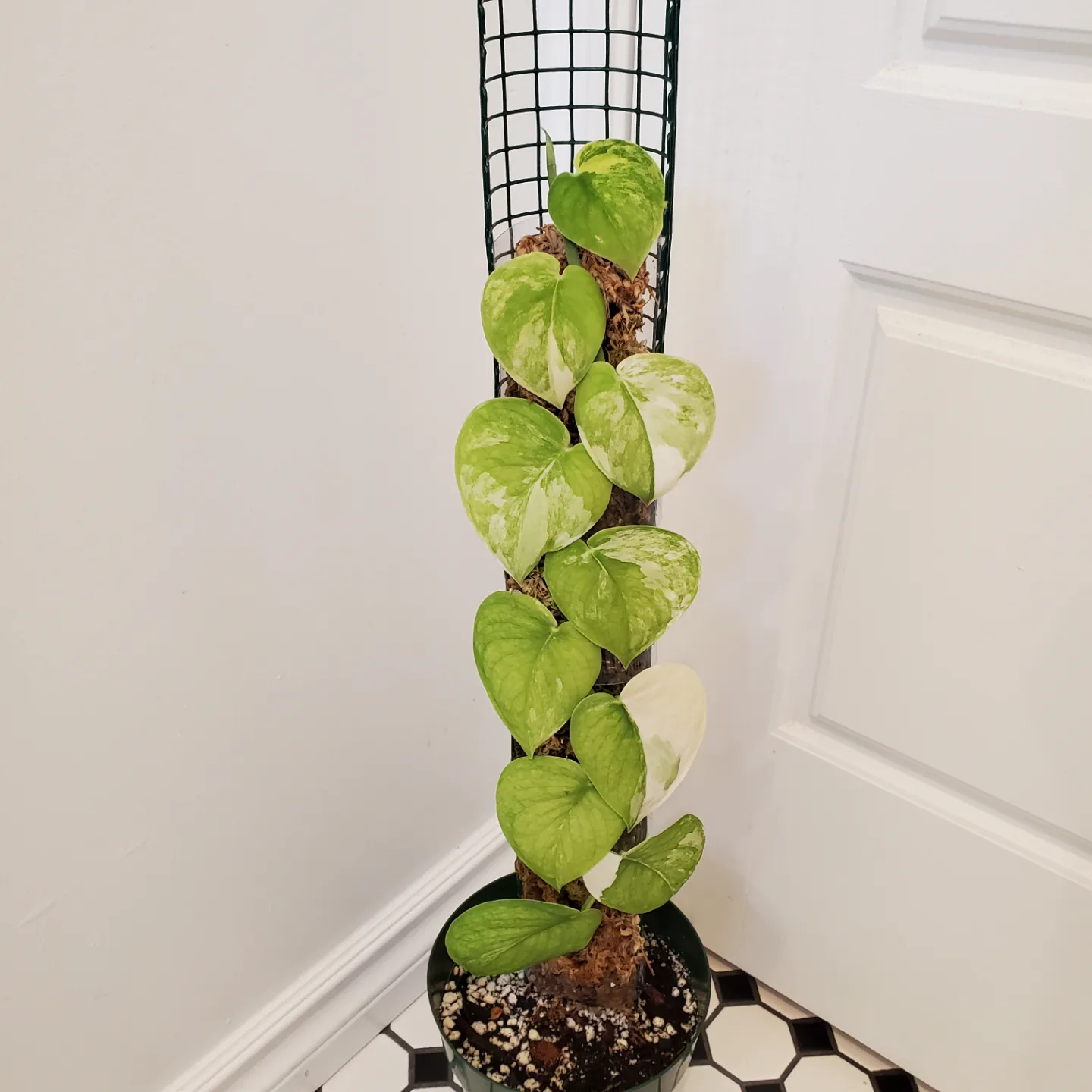 Variegated Jade satin scindapsus, on a 3' moss pole 🧡 thumbnail