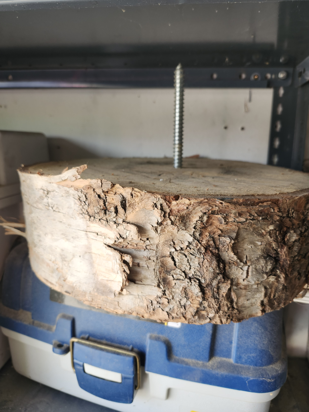 Wood slices - various sizes BIRCH - photo 2