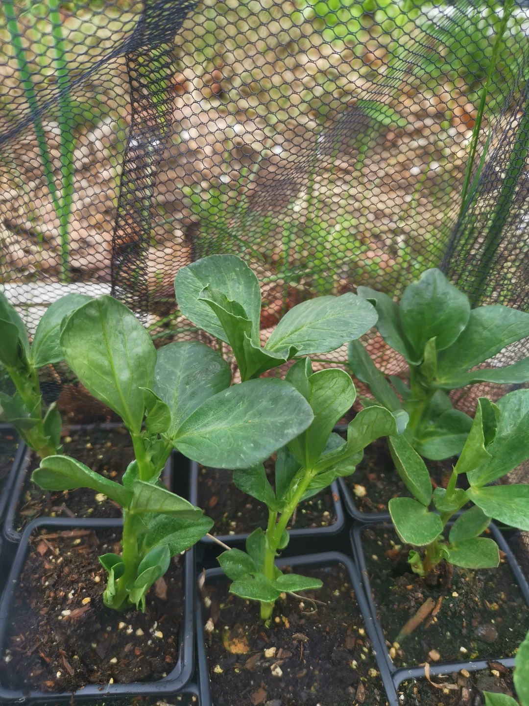 fava bean plants - photo 3