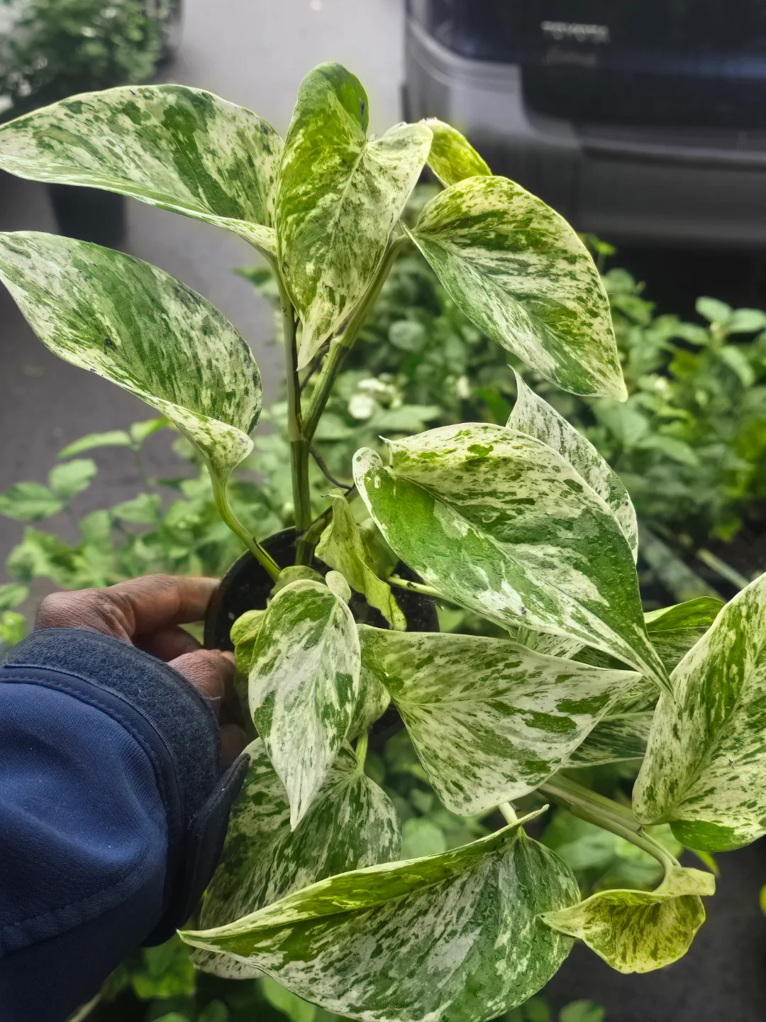 marble queen pothos image indicator(2)