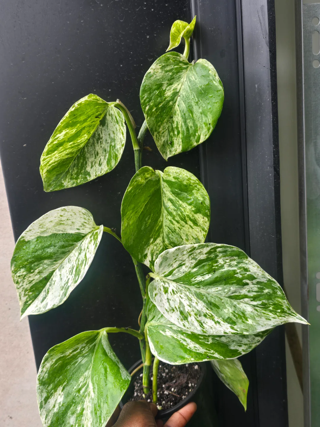 marble queen pothos image indicator(3)