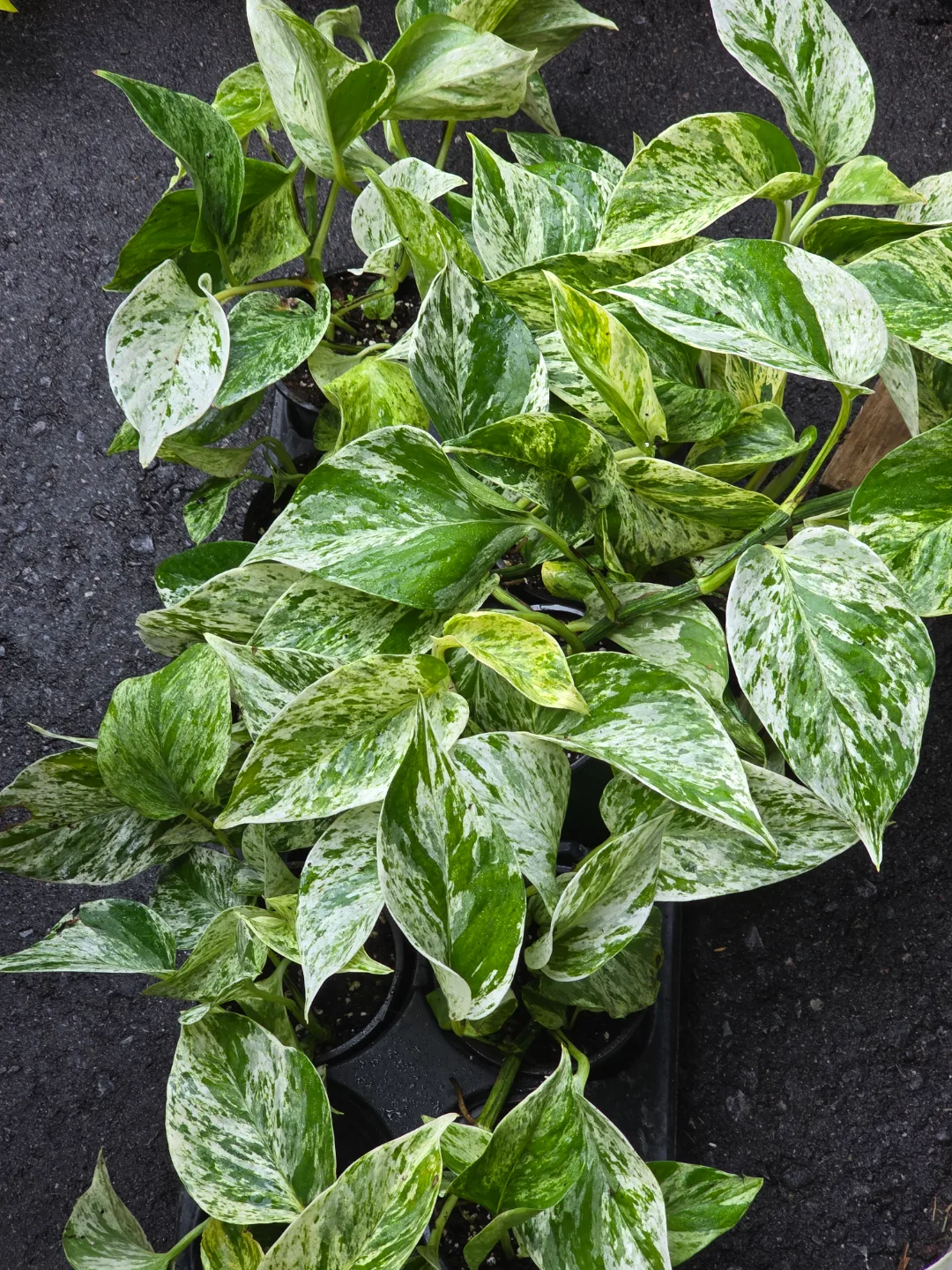 marble queen pothos image indicator(4)