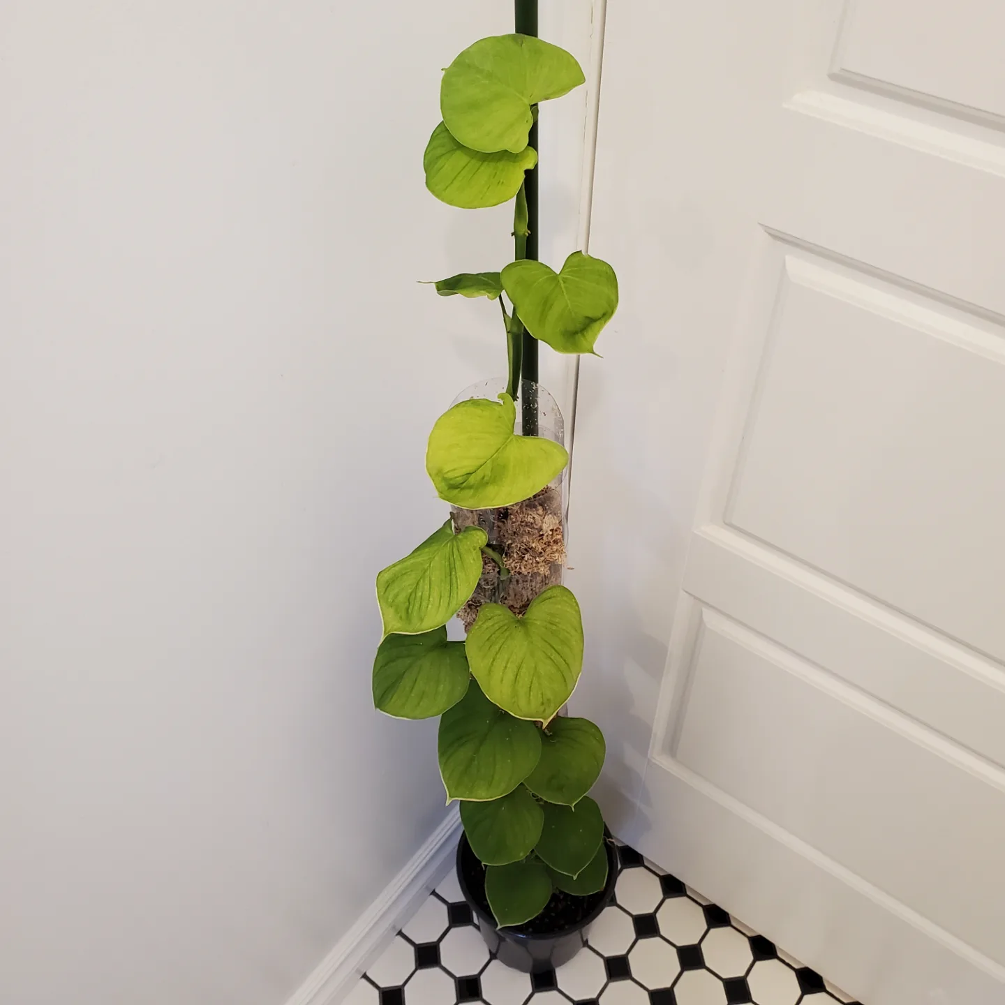 Philodendron Fibraecataphyllum 🧡 image indicator(4)