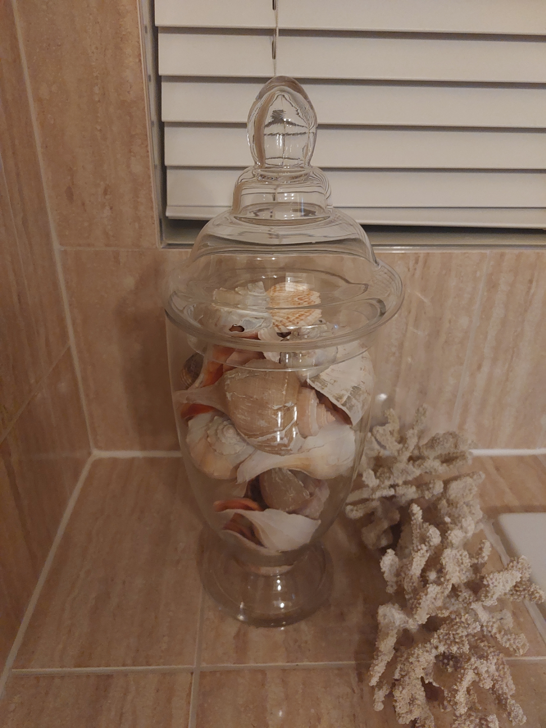 Glass cloche with seashells