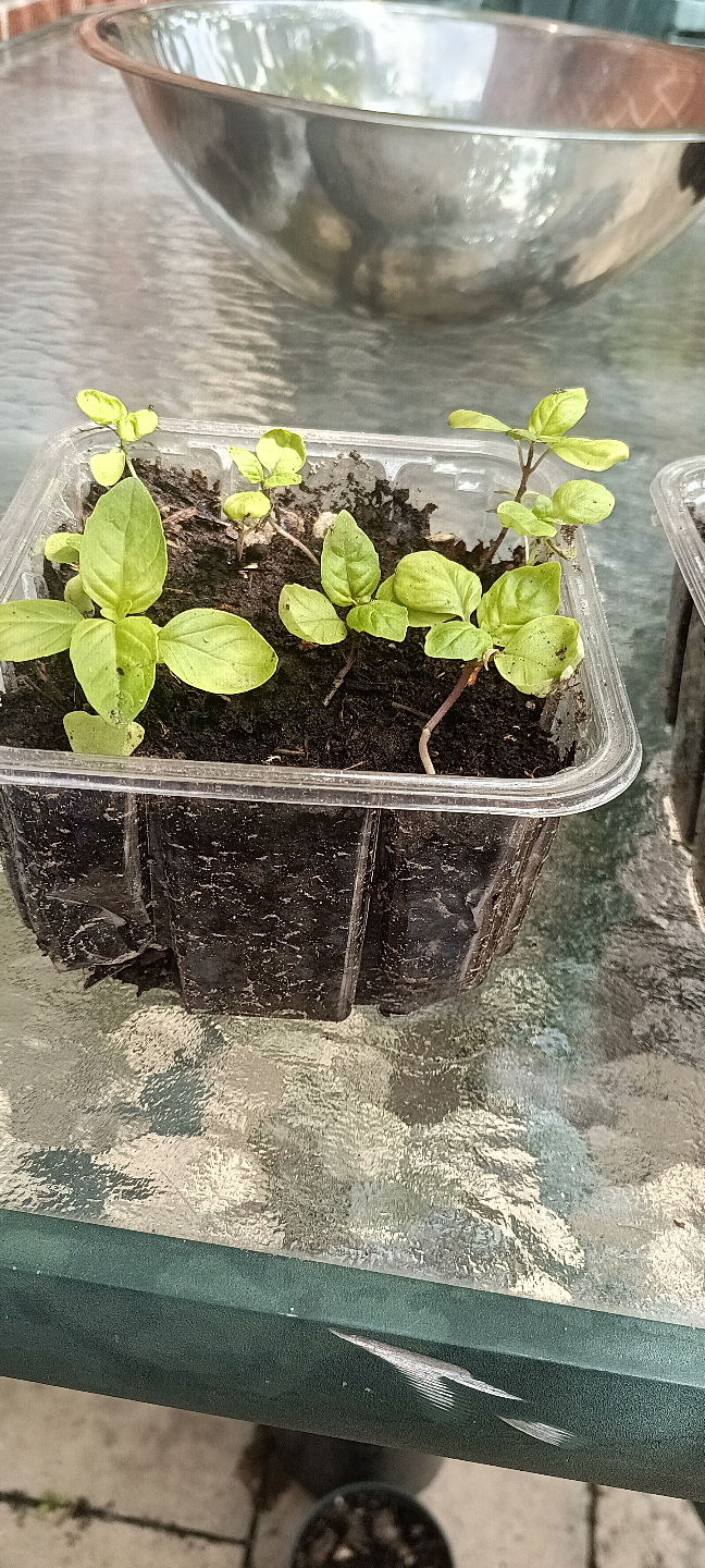 Basil Seedlings - photo 2