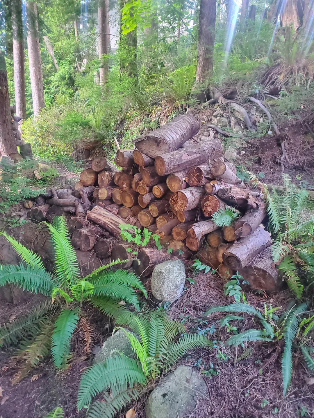 Firewood Bundle - Ready for your Fireplace! image indicator(5)