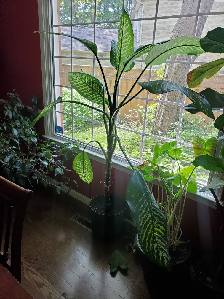 Beautiful Diffenbachia Plant with Pot image indicator(2)