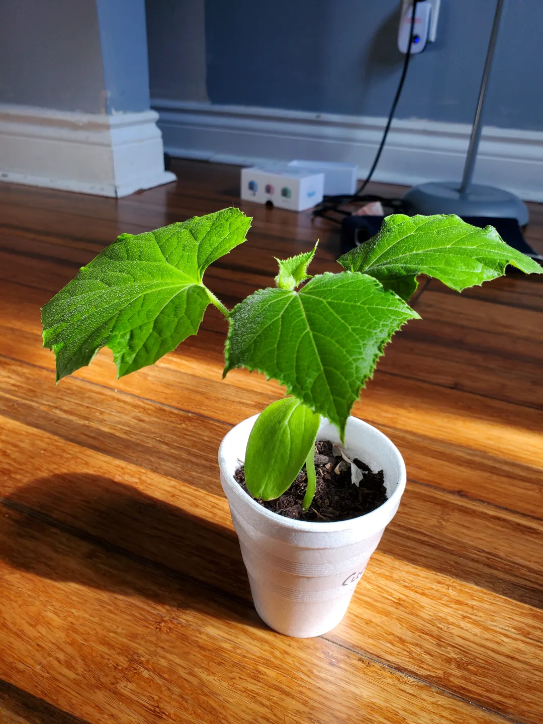 Cucumber seedlings thumbnail