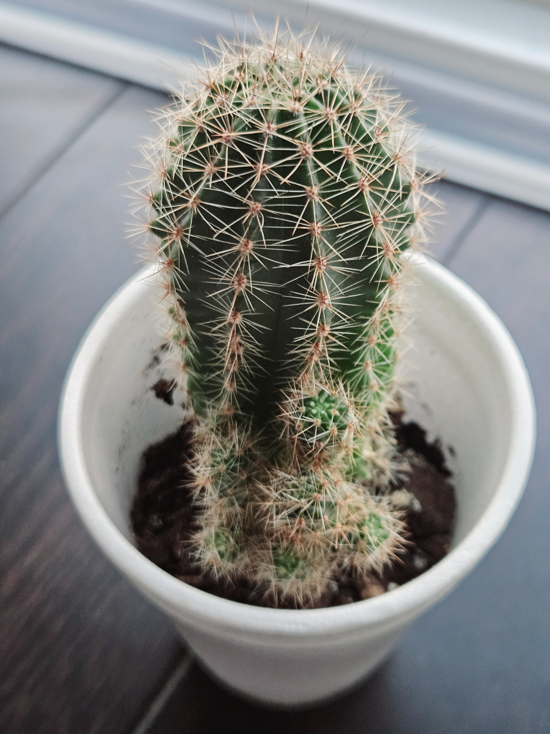 Cactus Plant in White Cup