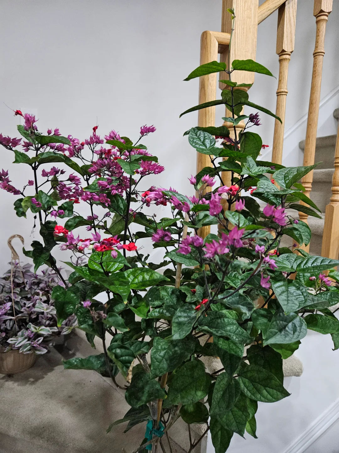 Large, flowering Clerodendrum Java glory plant🏑 image indicator(2)
