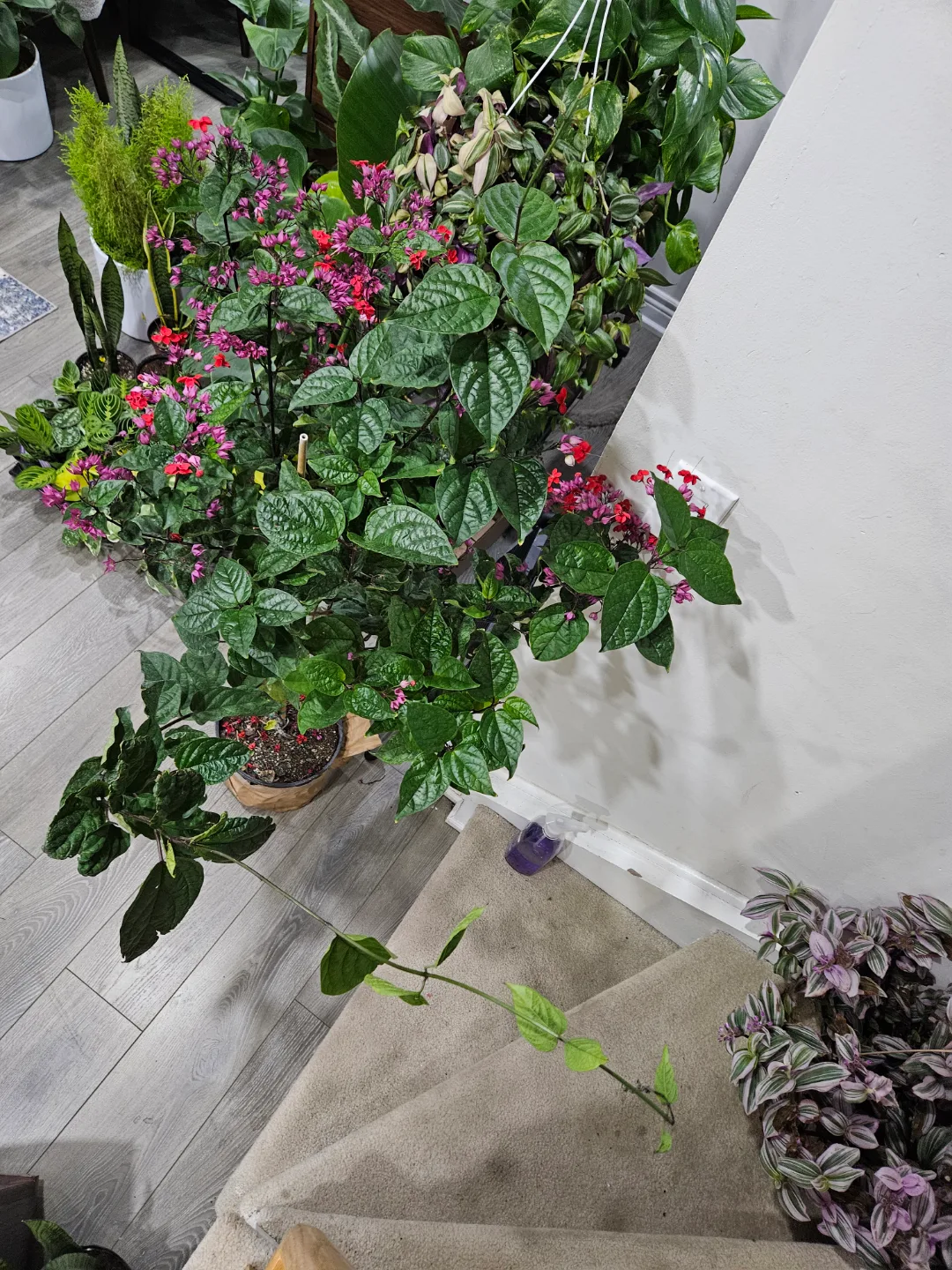 Large, flowering Clerodendrum Java glory plant🏑 image indicator(3)