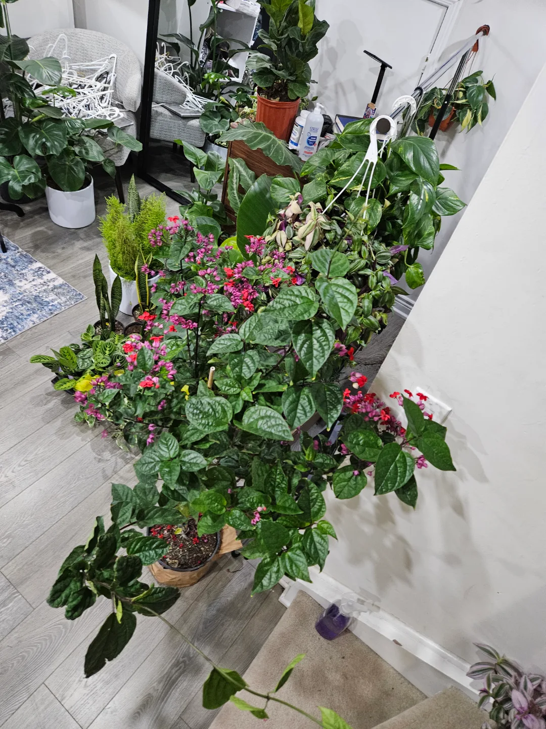 Large, flowering Clerodendrum Java glory plant🏑 image indicator(4)