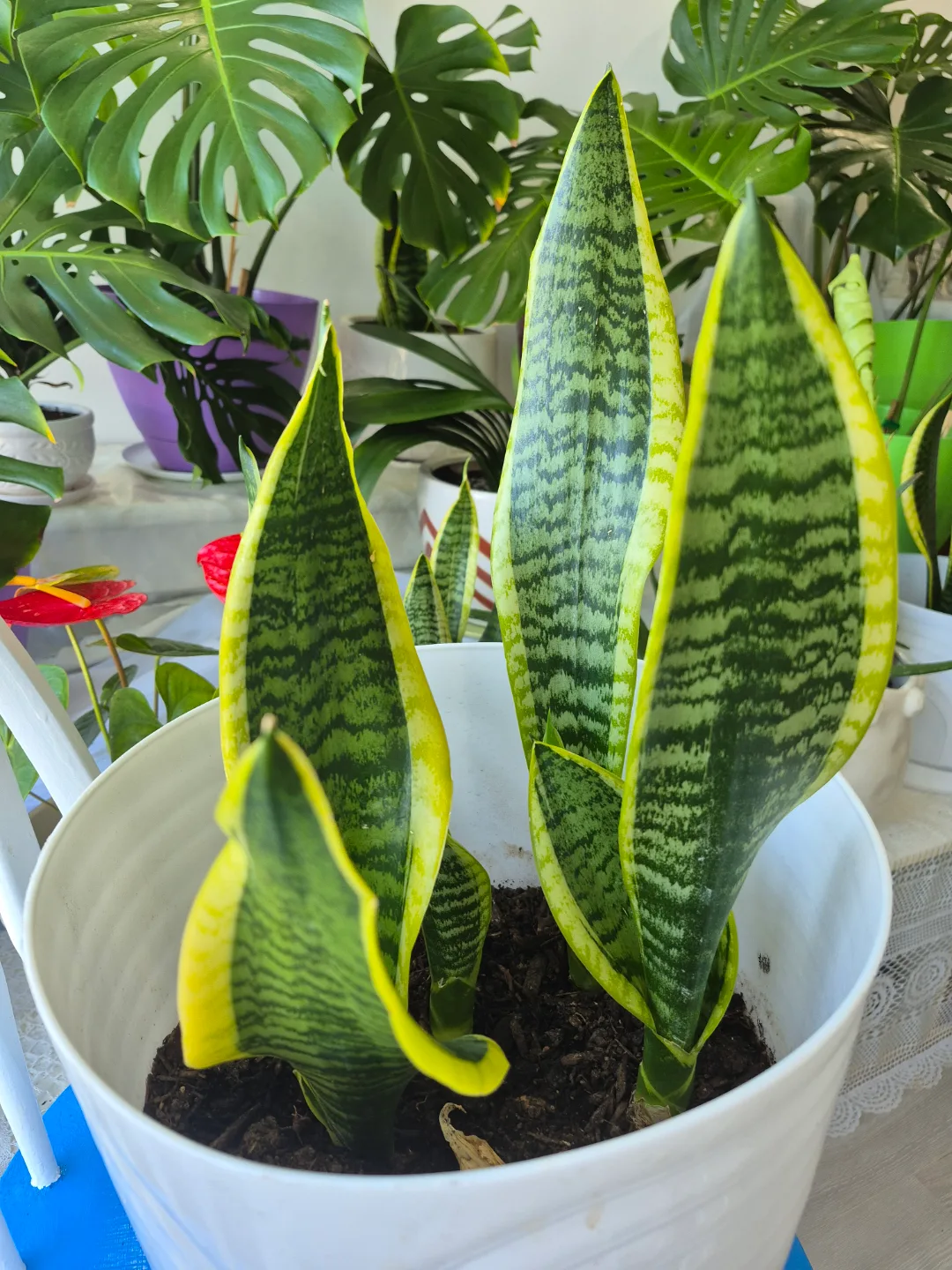 🍀🔥This weekend only Hot Deal🔥🍀Large Snake Plant in White Pot image indicator(2)