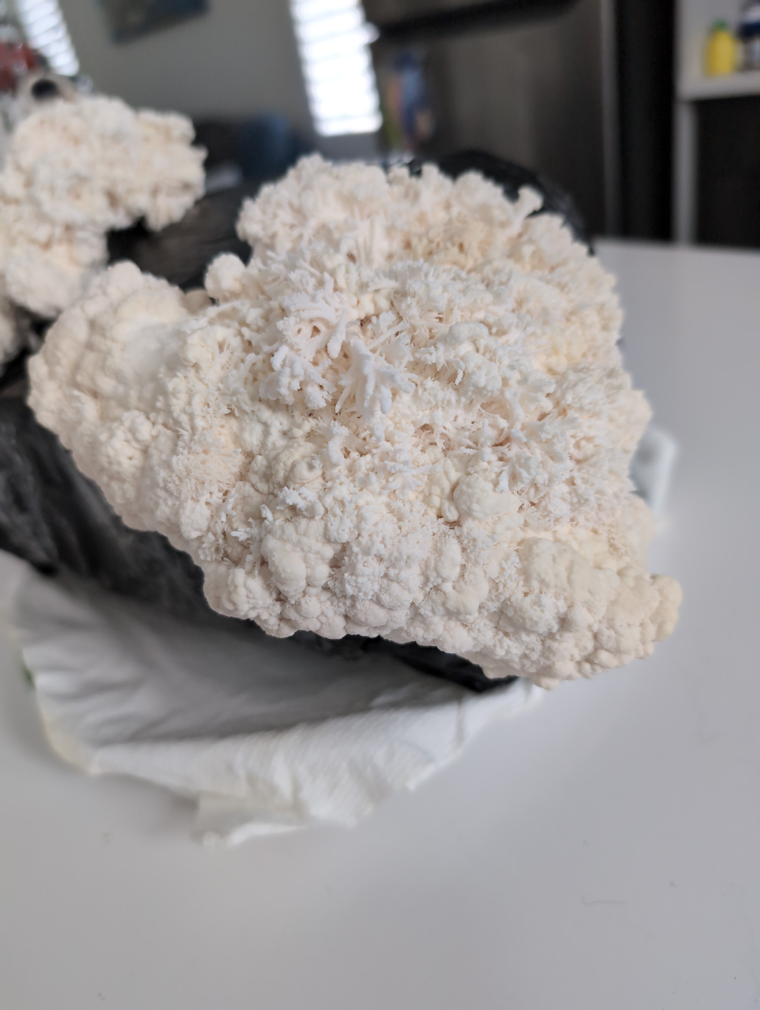 Lion's Mane Mushroom - Fresh