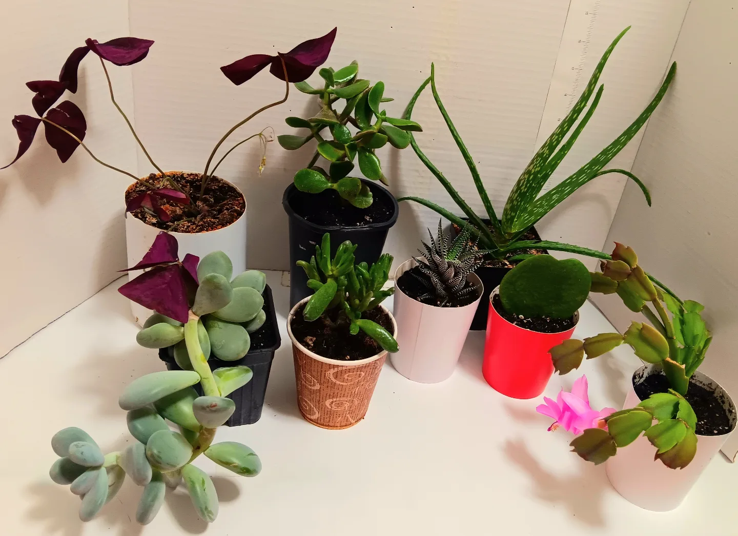 🪴Looking for new home 8 Varieties of potted plants🍀 thumbnail