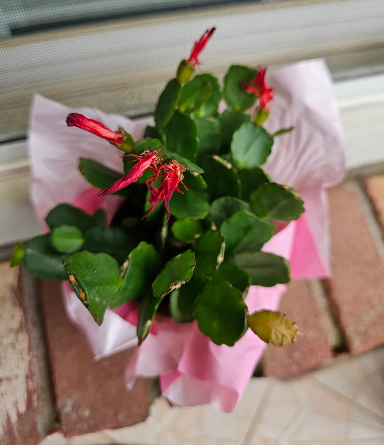 Spring Cactus image indicator(2)