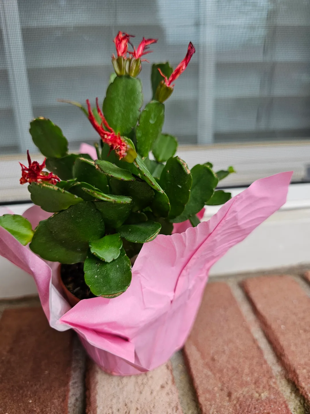 Spring Cactus image indicator(3)