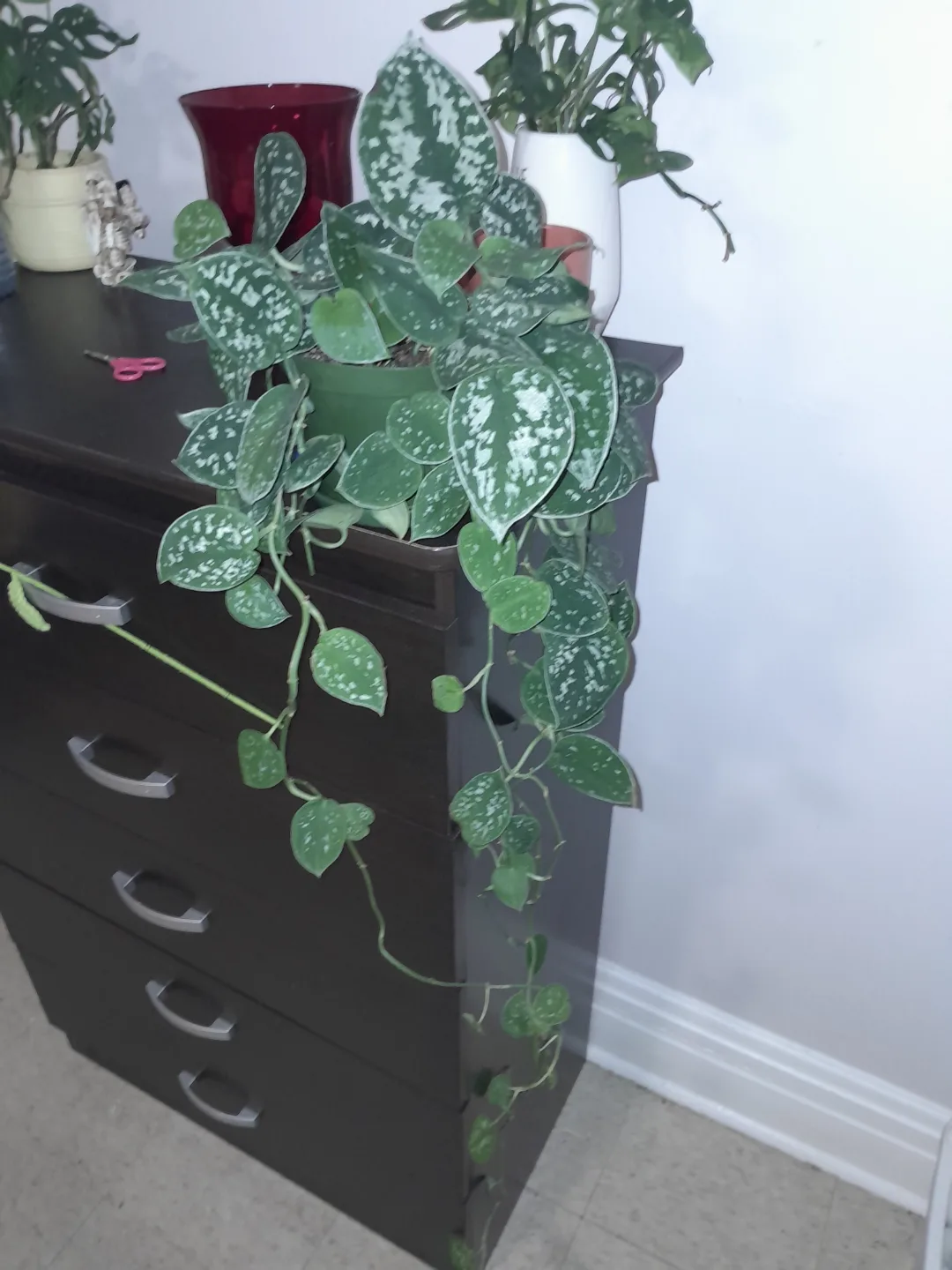 Silver Satin Pothos Hanging Plant thumbnail