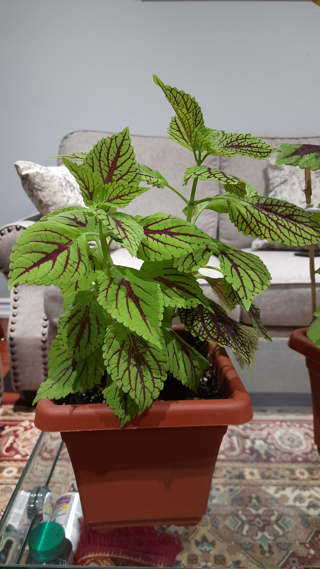 Coleus plant in terracotta pot - photo 2
