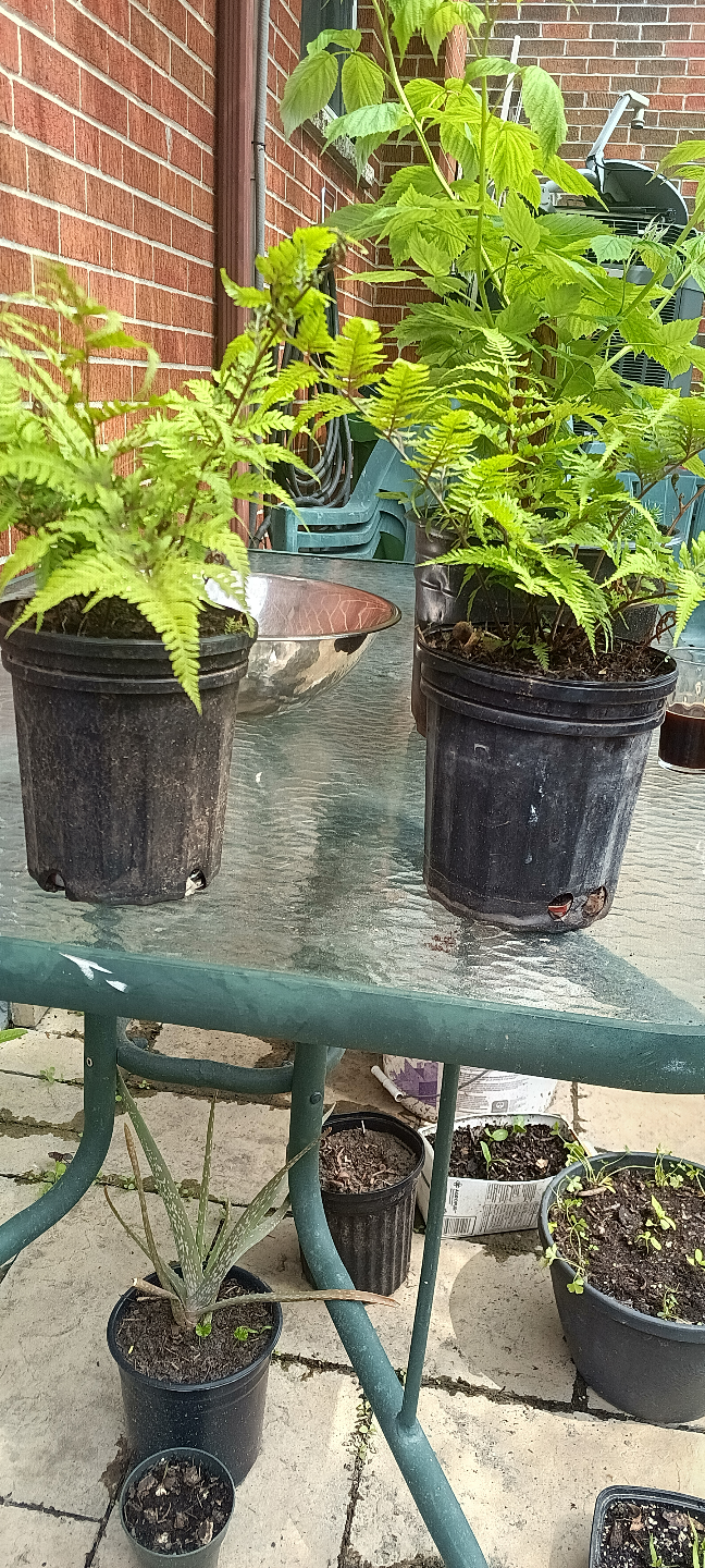 fern Plants - photo 2