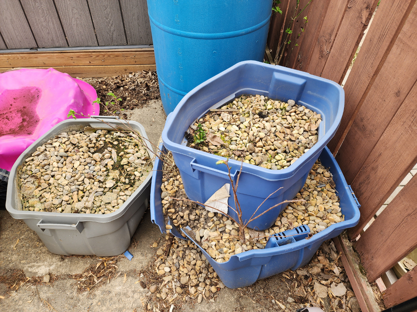 Three plastic containers filled with rocks and small plants
