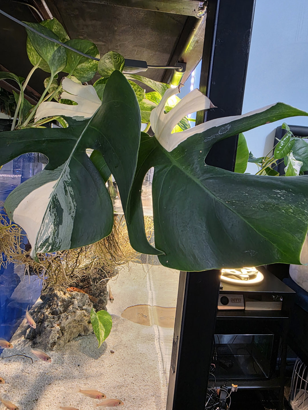 monstera albino