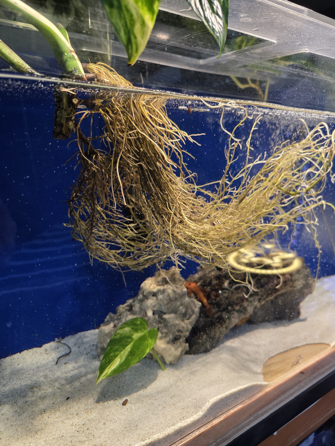 monstera albino - photo 2