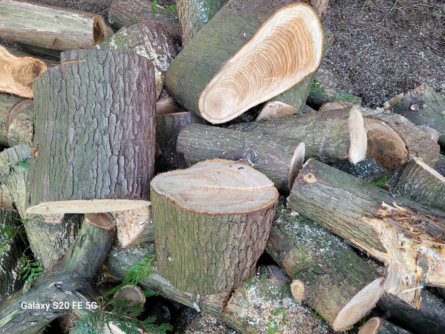 Firewood for free - photo 2