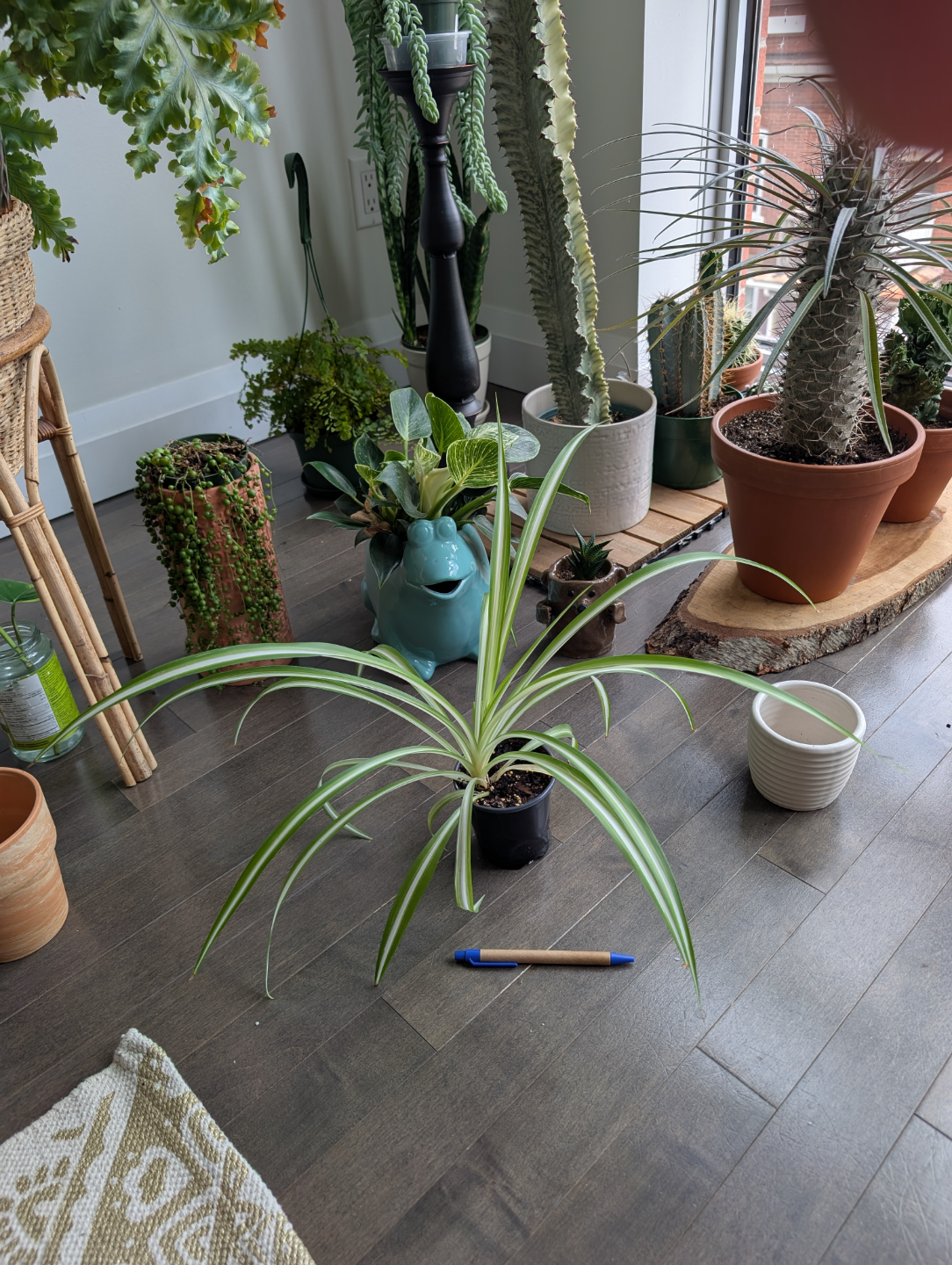 spider plant houseplant