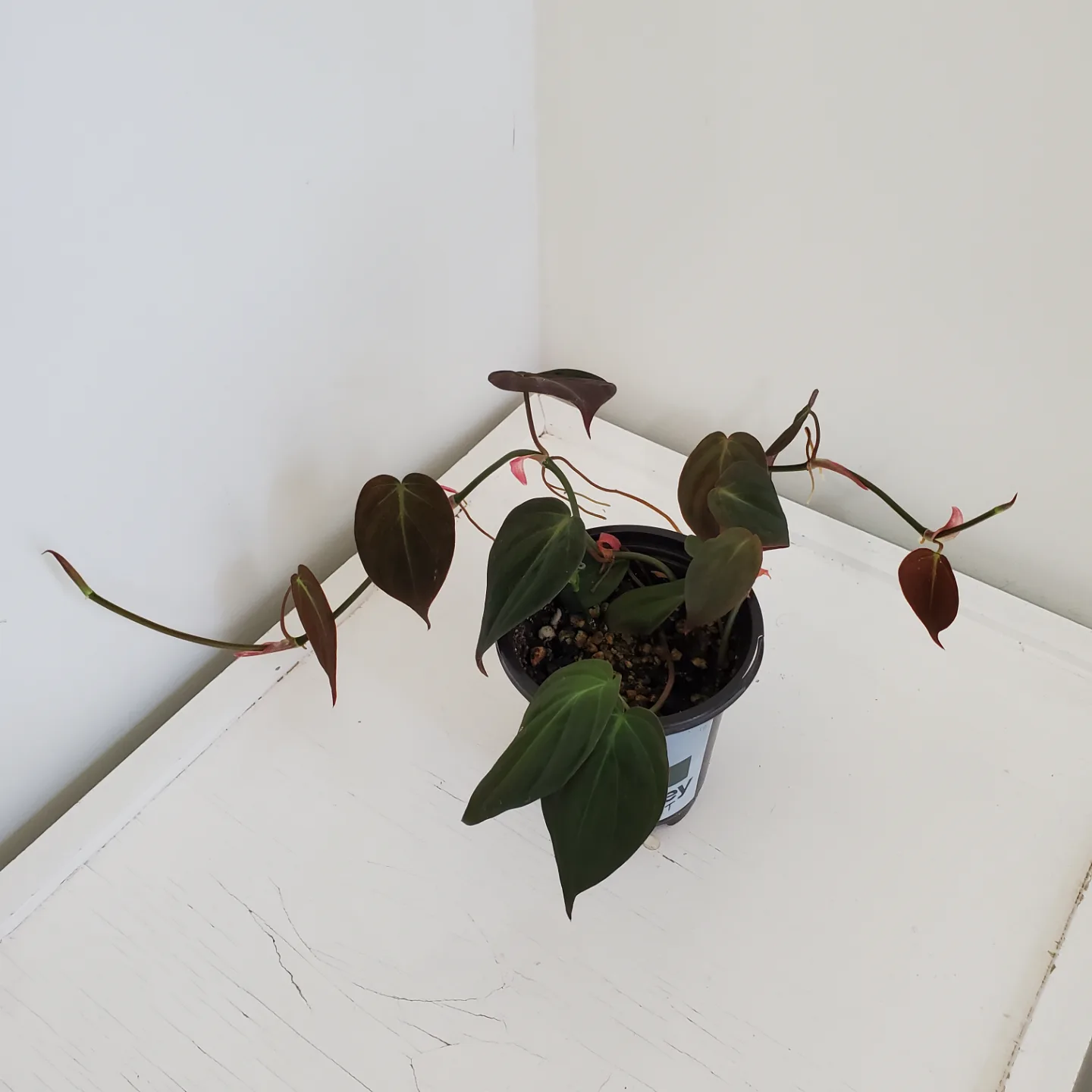 Philodendron Micans thumbnail