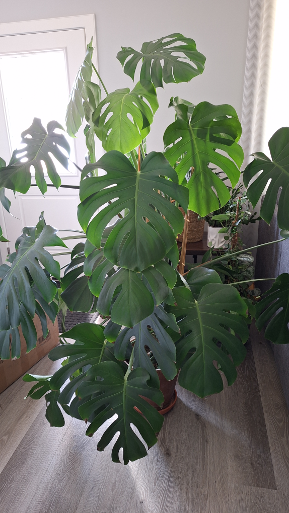 Large Monstera deliciosa plant