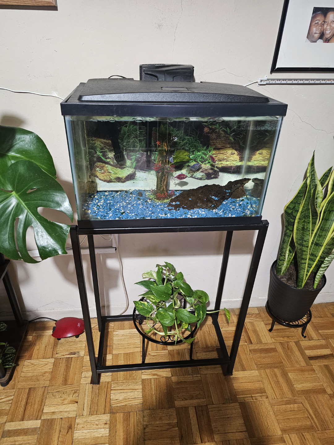 Fish Tank with Stand, Decorations, and Accessories
