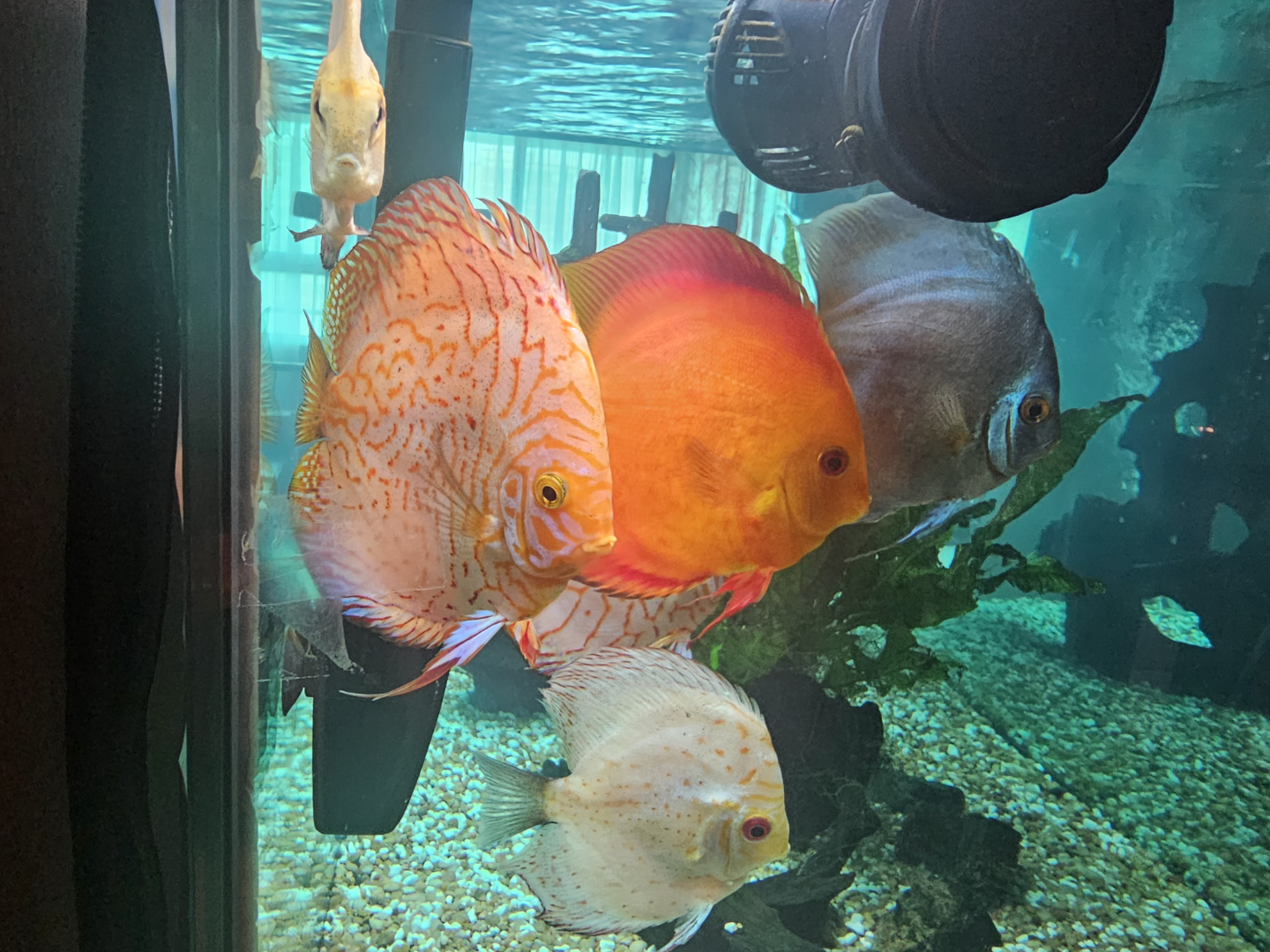 Fish Tank with Stand, Decorations, and Accessories - photo 4