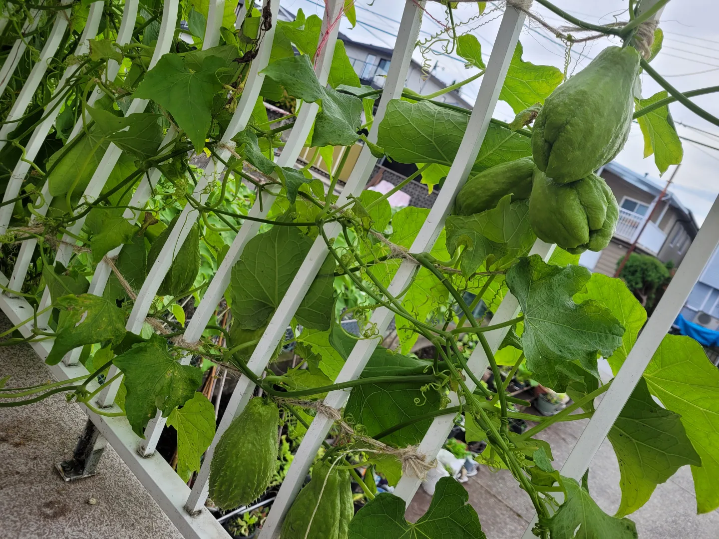 Amazing organic vegetable:Chayote Plant starts image indicator(5)