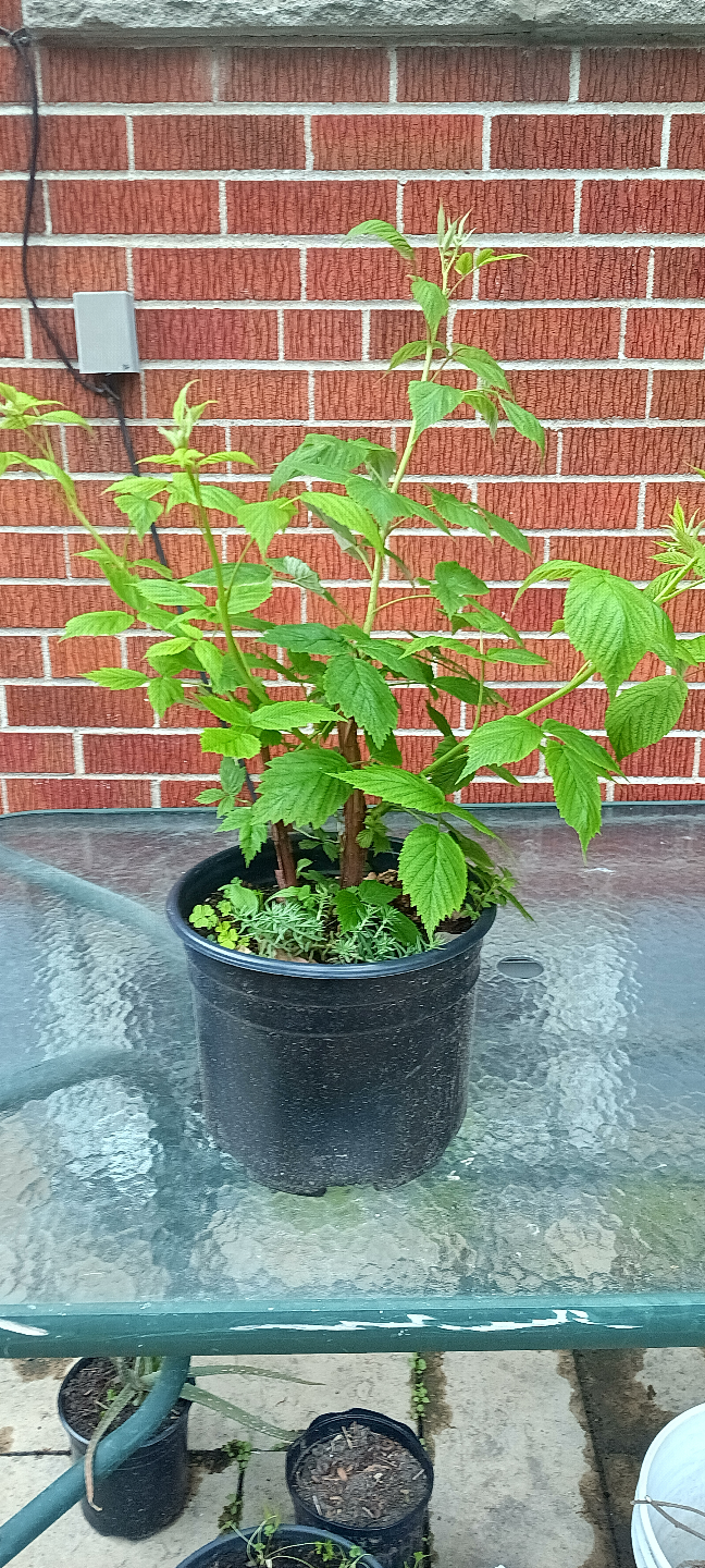 Raspberry Plants - photo 2