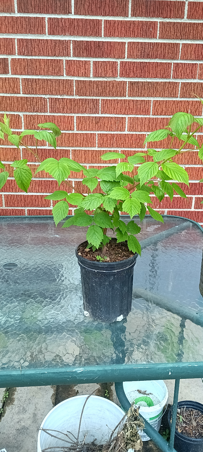 Raspberry Plants - photo 3