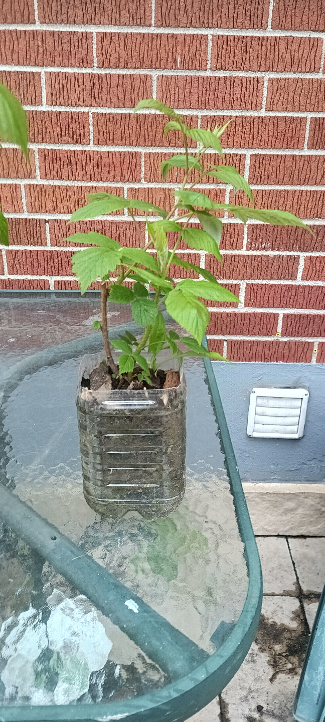 Raspberry Plants - photo 4