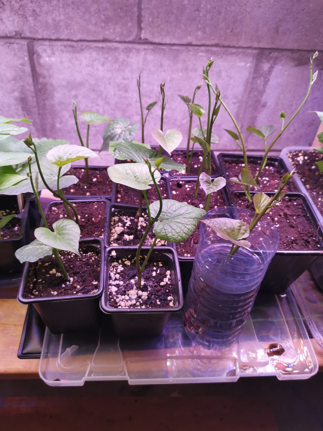 Sweet Potato Slips - Ready to Plant - photo 2