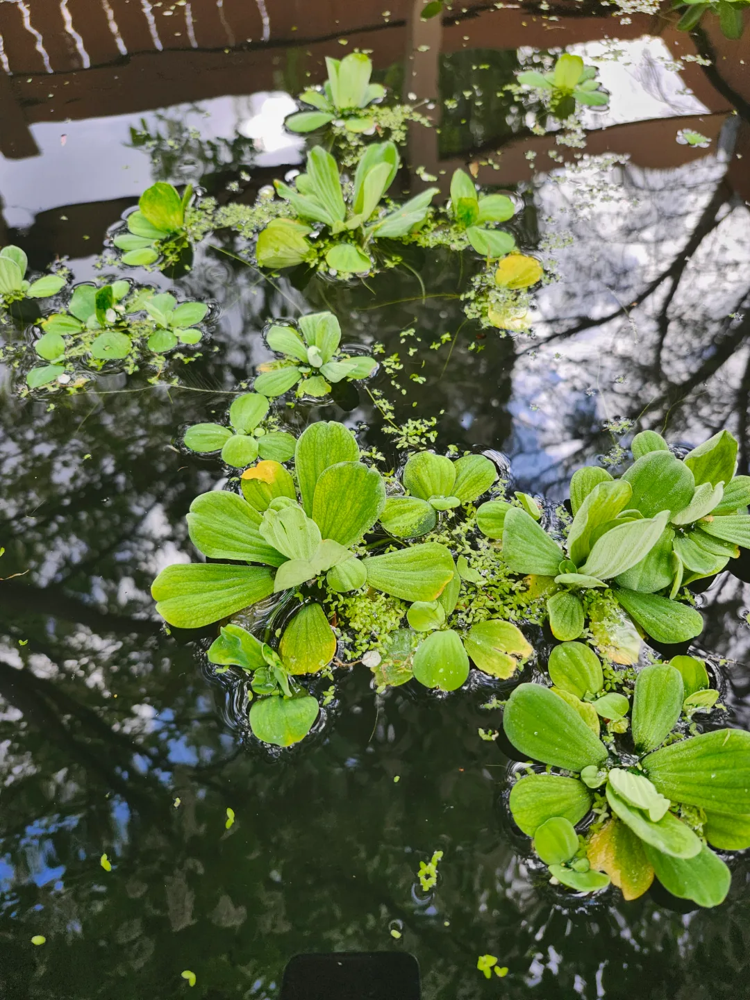 Live Aquarium Plants thumbnail