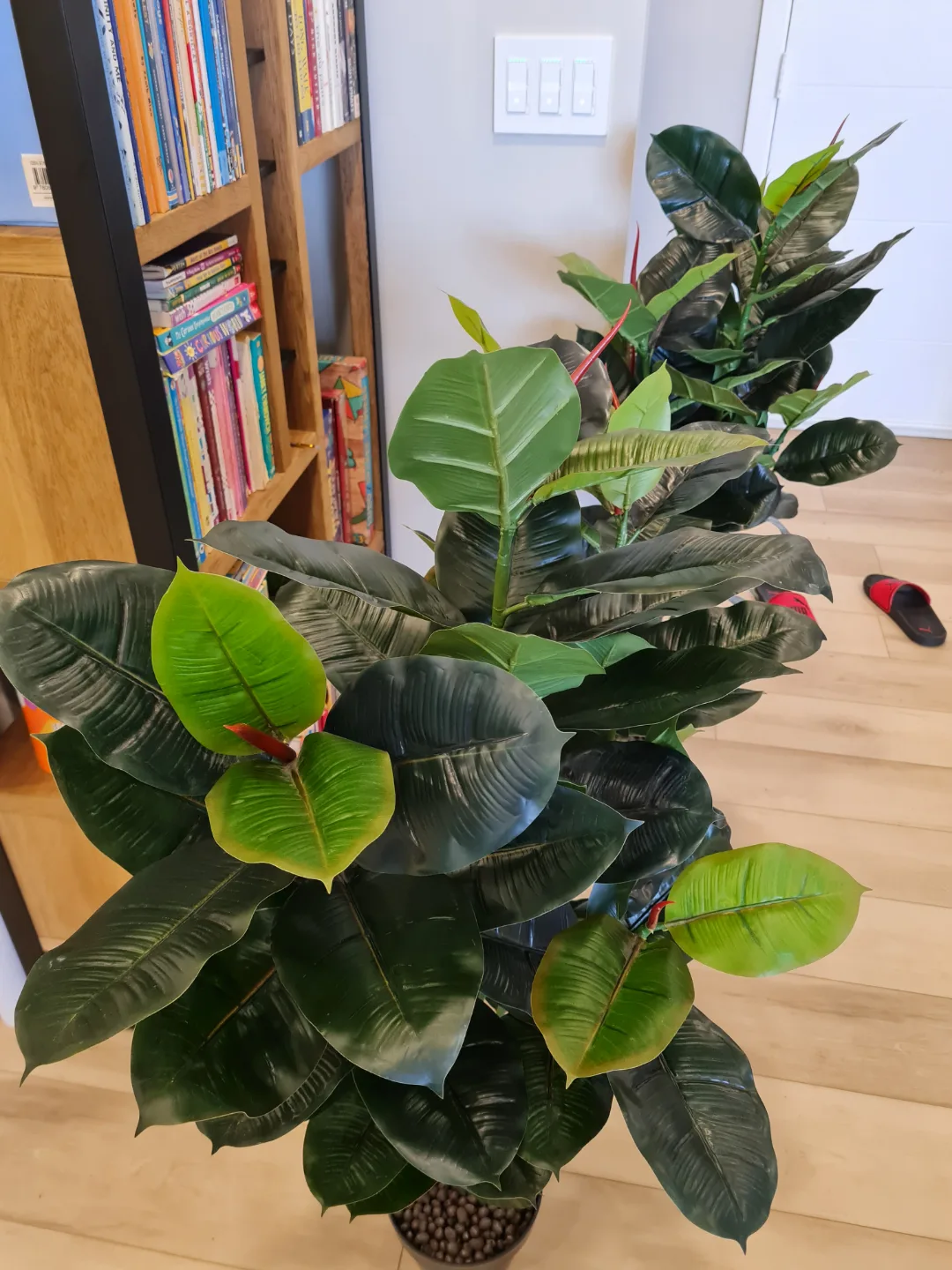 Two Artificial Rubber Plants image indicator(2)