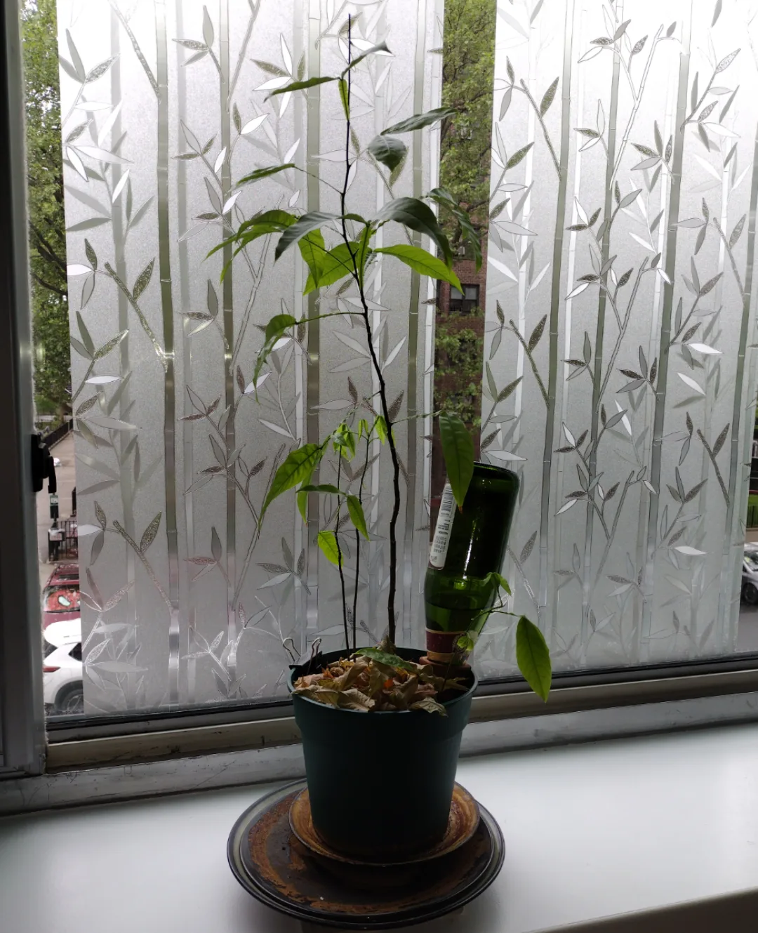 Spanish Lime aka Quenepa Tree Sapling in Pot for spring 🧡 image indicator(2)