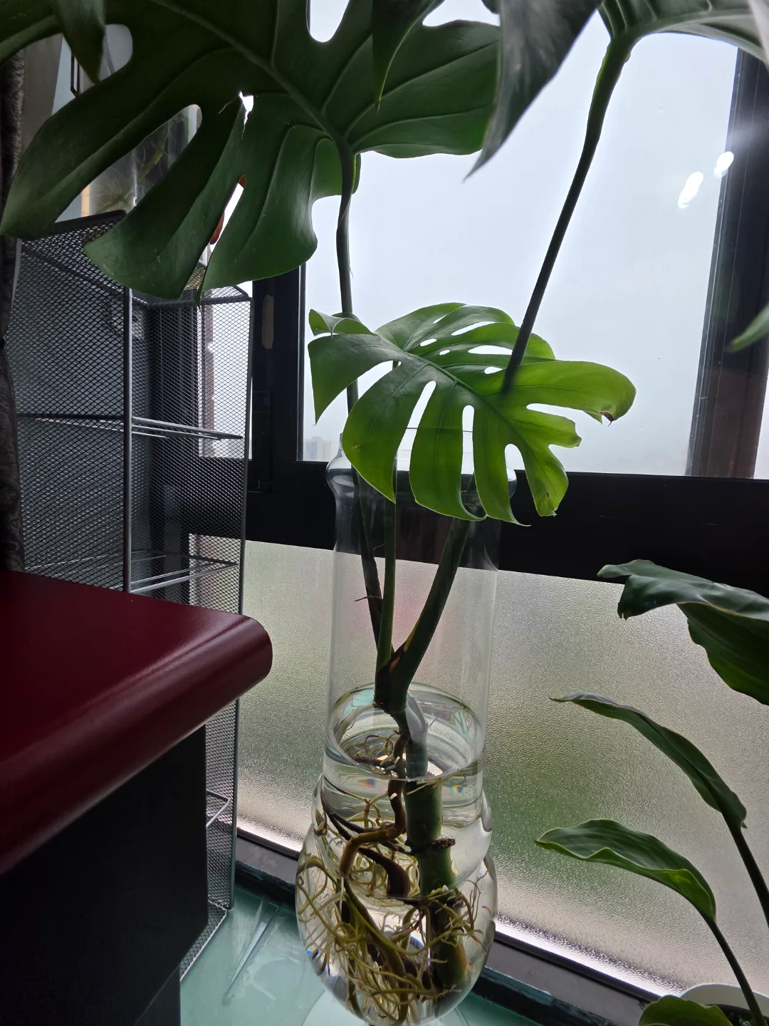 Monstera Deliciosa in Glass Vase image indicator(2)