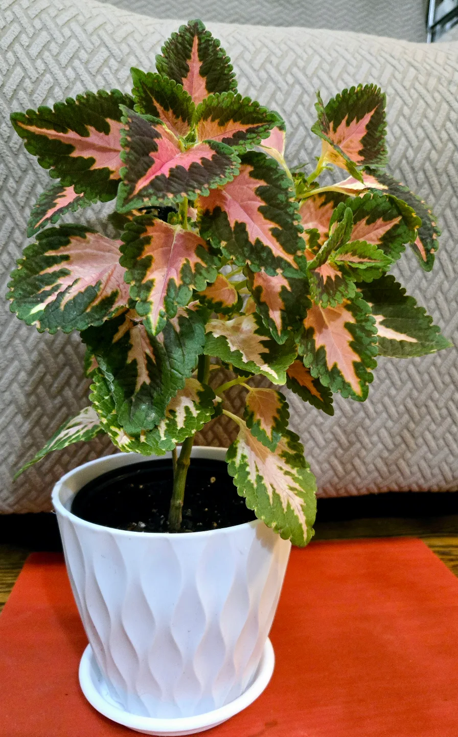 Coleus plant in 6 inch white pot image indicator(2)