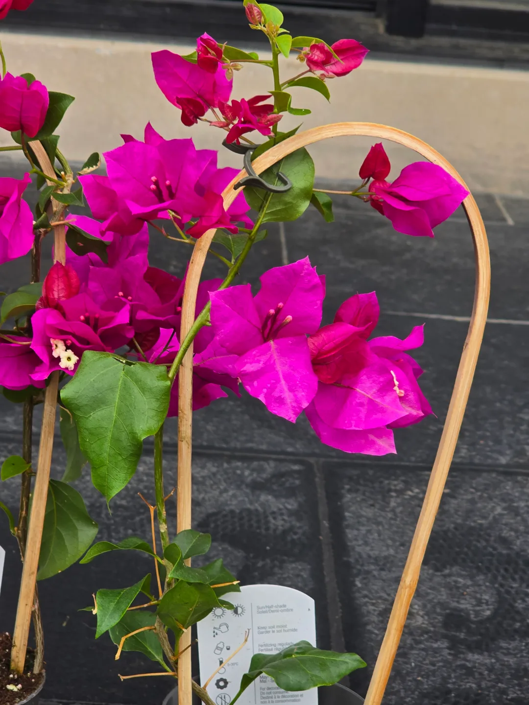 Vibrant Pink Bougainvillea Plants with Bamboo Trellis image indicator(4)