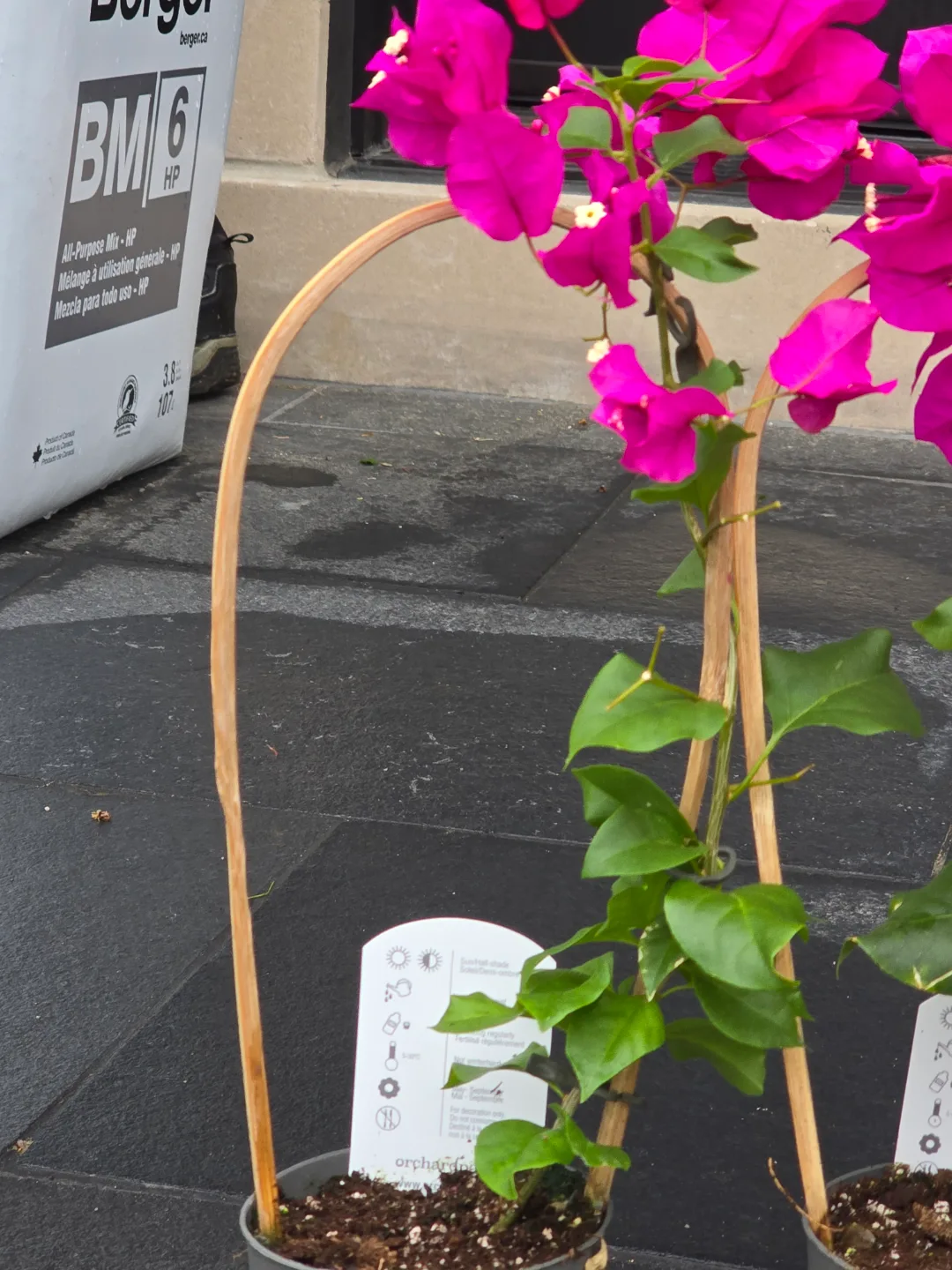 Vibrant Pink Bougainvillea Plants with Bamboo Trellis image indicator(5)