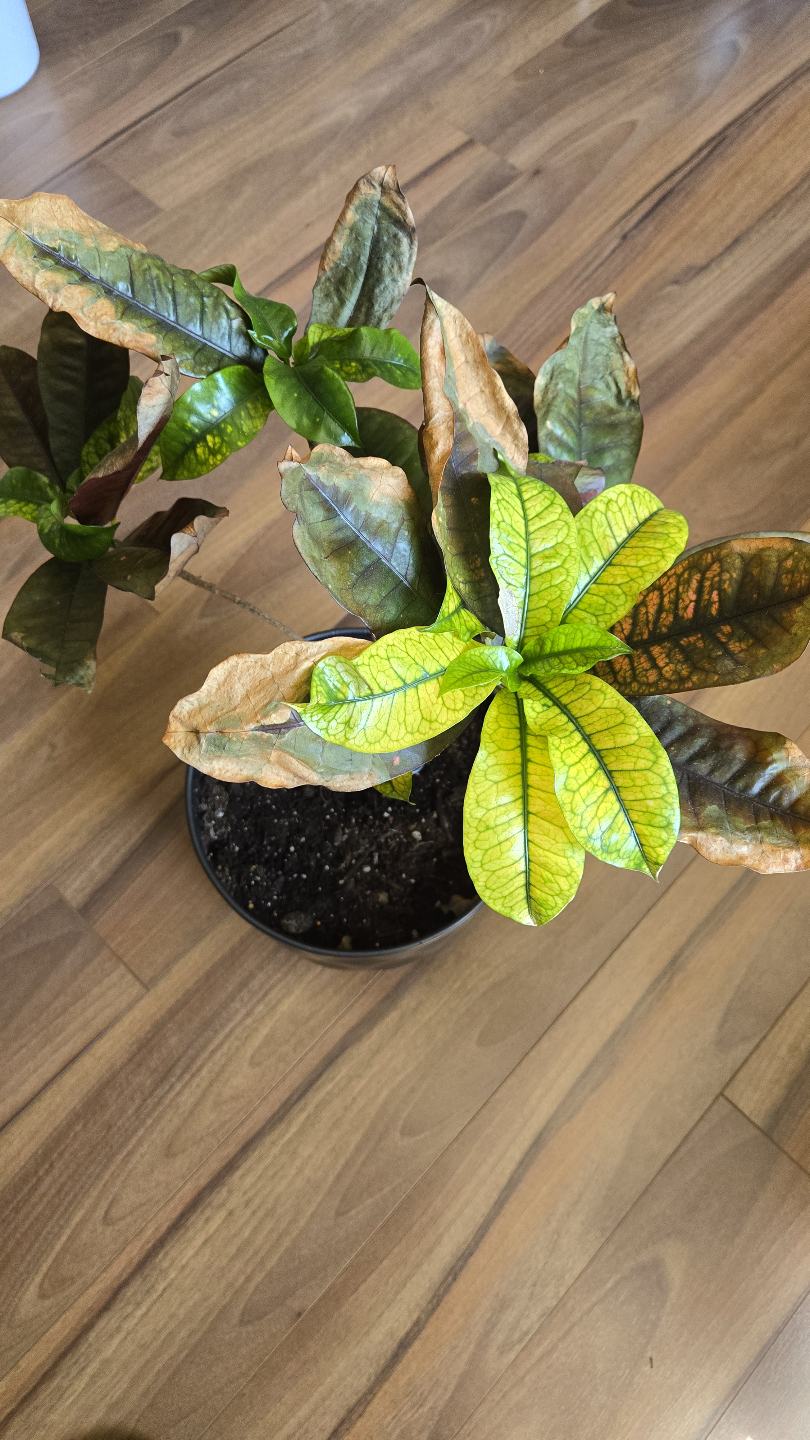 Houseplant Bundle: Peace Lily, Pothos, Croton