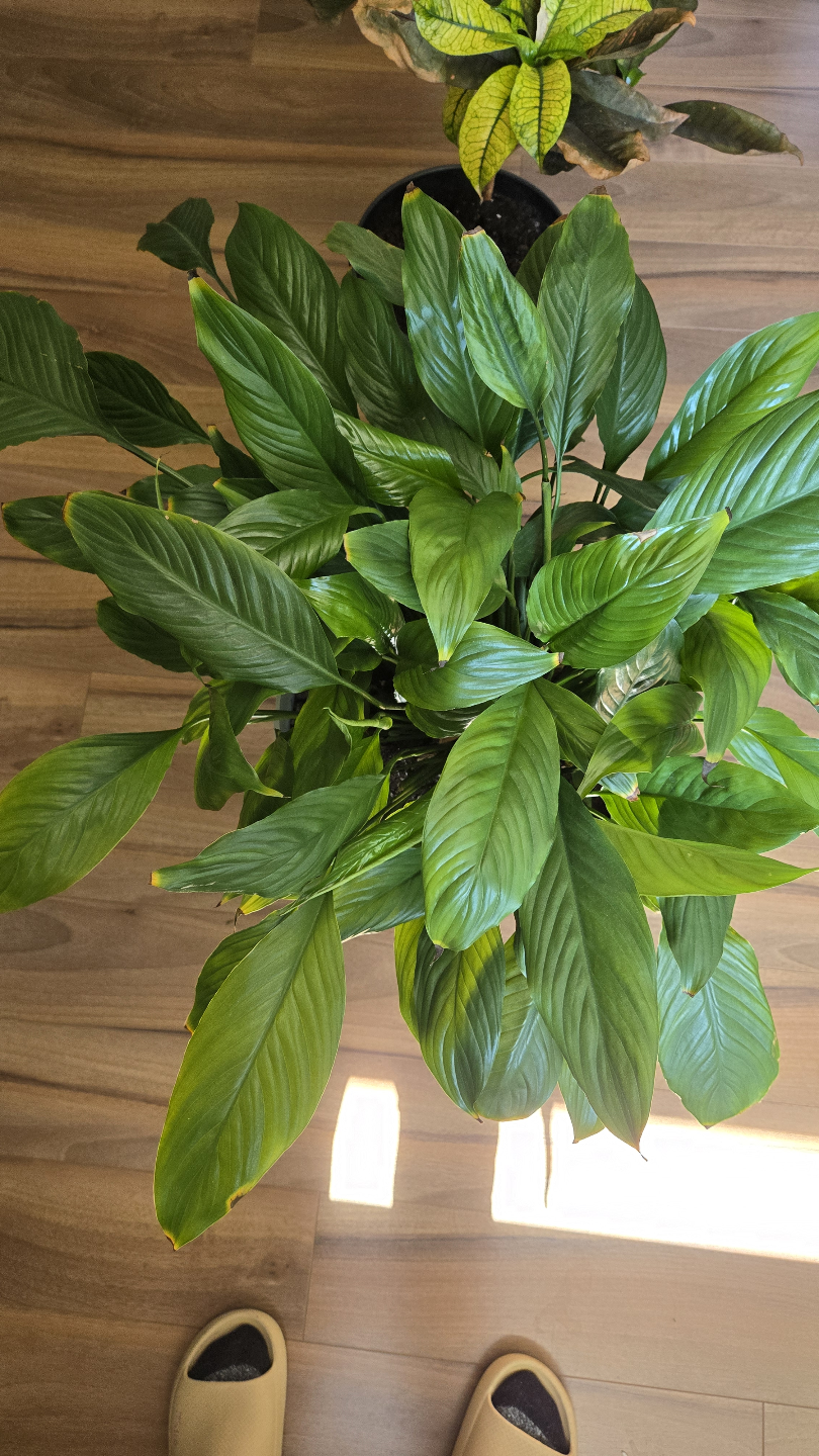 Houseplant Bundle: Peace Lily, Pothos, Croton - photo 2