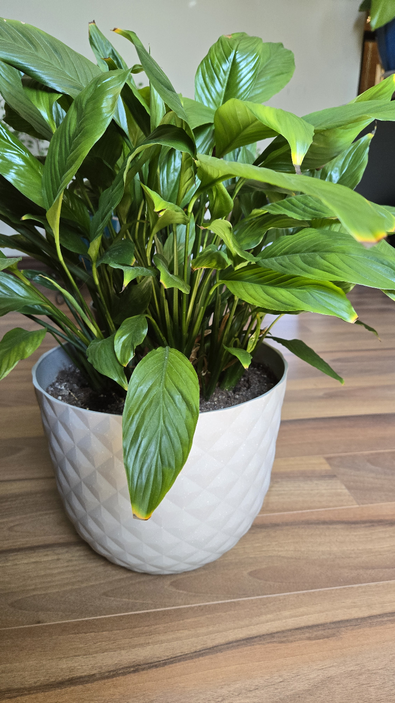 Houseplant Bundle: Peace Lily, Pothos, Croton - photo 3